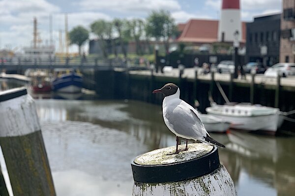 Your holiday in Büsum