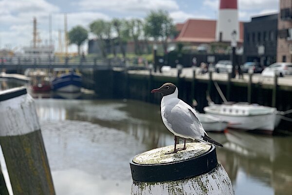 Ihr Urlaub in Büsum